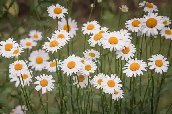 Leucanthemum vulgare (Chrysanthemum leuc.) Reine de Mai - Image 2