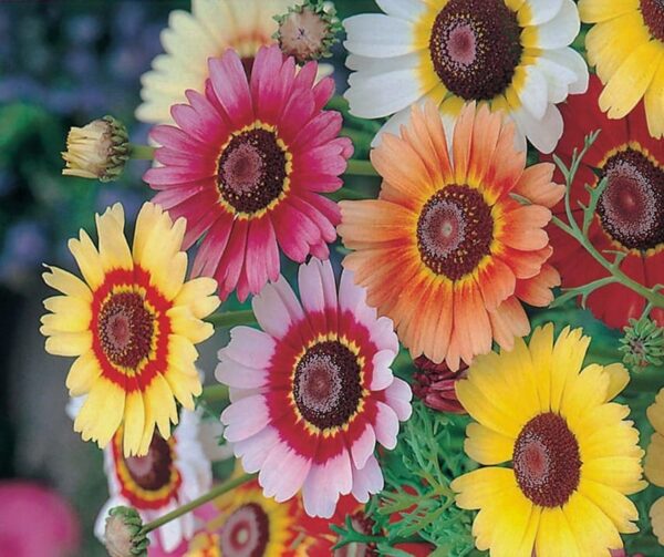 Chrysanthemum carinatum Rainbow mixture