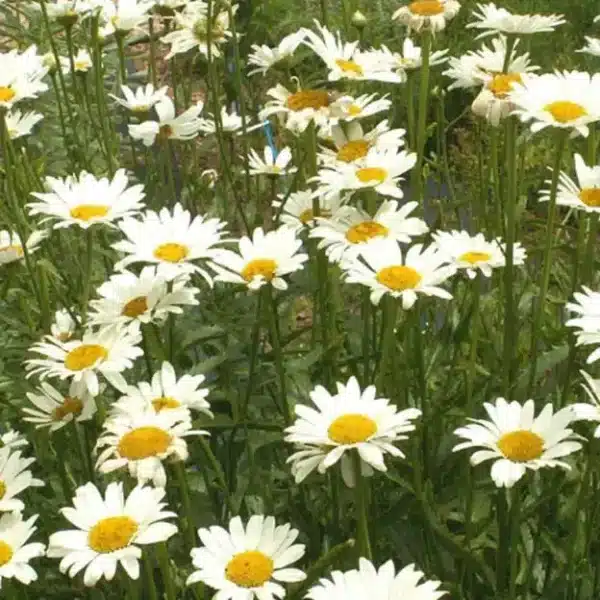 Leucanthemum superbum (Chrysanthemum Maximum) Alaska - Bild 2