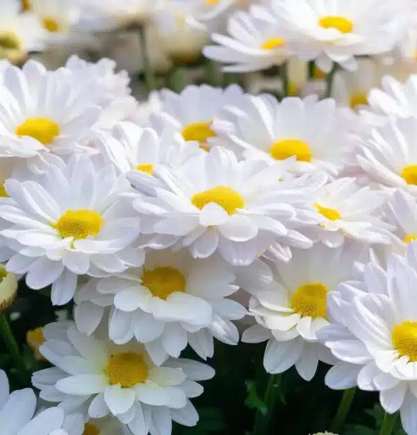 Leucanthemum Superbum (Chrysanthemum Maximum) Alaska