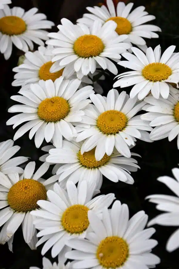 Leucanthemum superbe (Chrysanthème maximum) Shasta Daisy