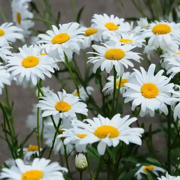 Leucanthemum superbe (Chrysanthemum maximum) Shasta Daisy - Image 2