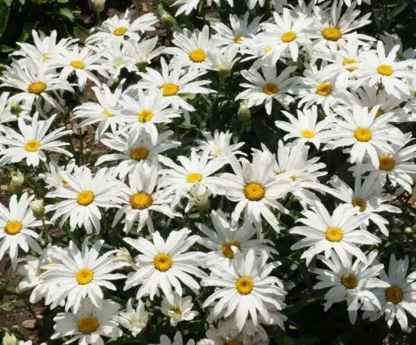 Leucanthemum superbum (Crisantemo máximo) Princesa Plata - Imagen 2