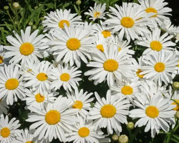Leucanthemum superbum (Crisantemo máximo) Princesa de Plata