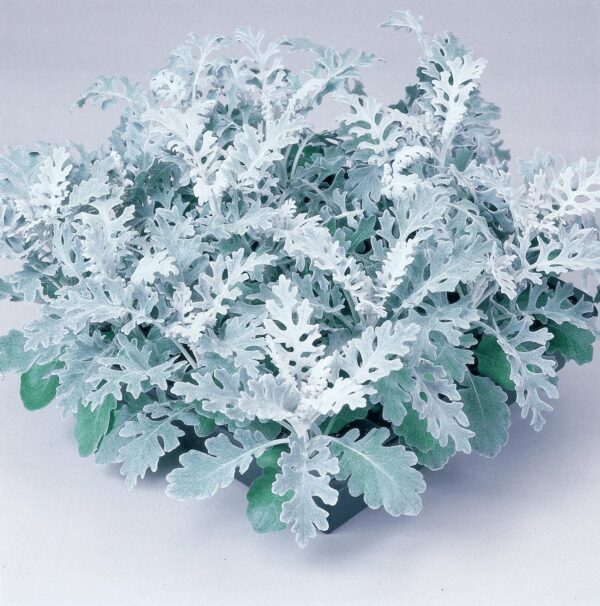 Cineraria (Senecio) maritima Silverdust - Afbeelding 2