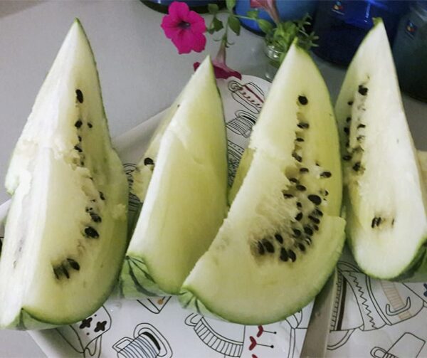 Citrullus lanatus (Watermelon) Cream of Saskatchewan
