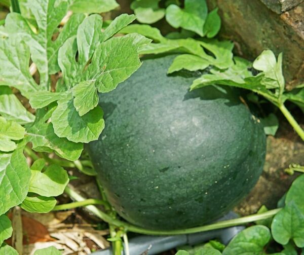 Citrullus lanatus (Watermelon) Lantha F1