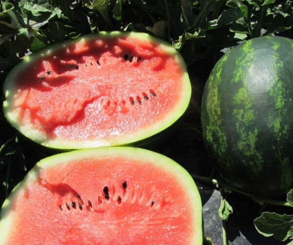 Citrullus lanatus (Watermelon) Mini Love F1