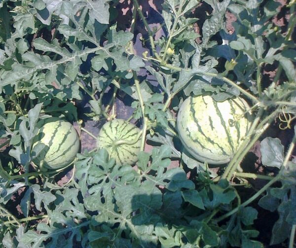 Citrullus lanatus (Watermelon) Petite Yellow - Afbeelding 3