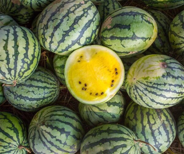 Citrullus lanatus (Watermelon) Petite Yellow - Afbeelding 2