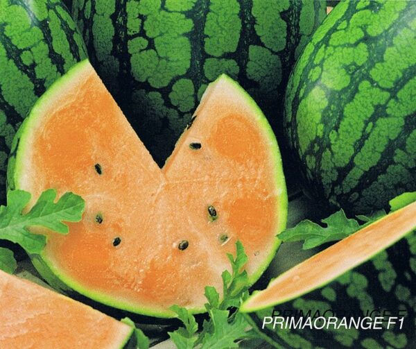 Citrullus lanatus (Wassermelone) Primaorange F1
