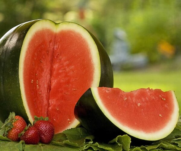 Citrullus lanatus (Watermelon) Sugar Baby