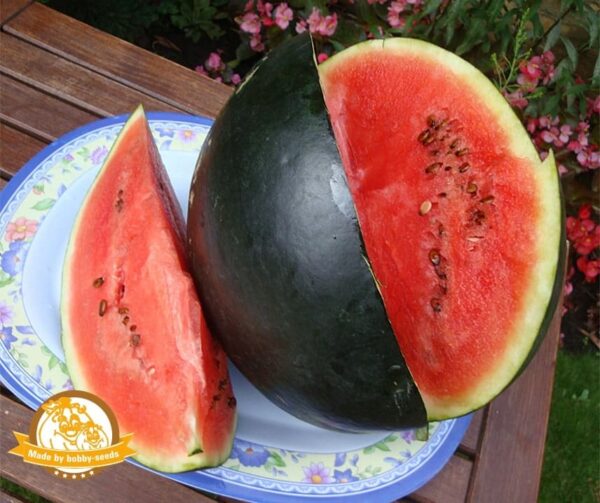 Citrullus lanatus (Wassermelone) Thora