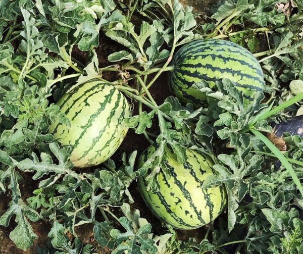 Citrullus lanatus (Anguria) Tigrimini F1 - Immagine 2