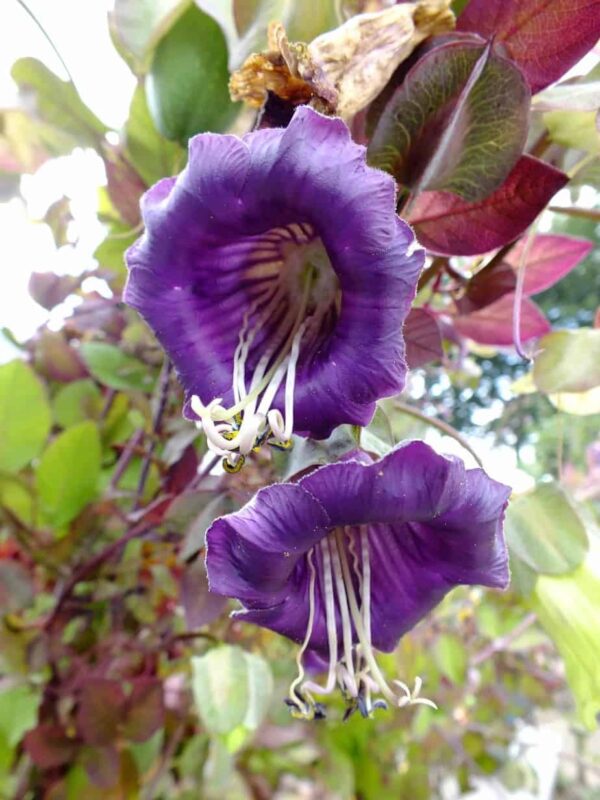 Фіялетавая Cobaea scandens