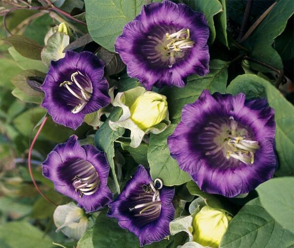 Cobaea scandens Violet - Малюнак 2