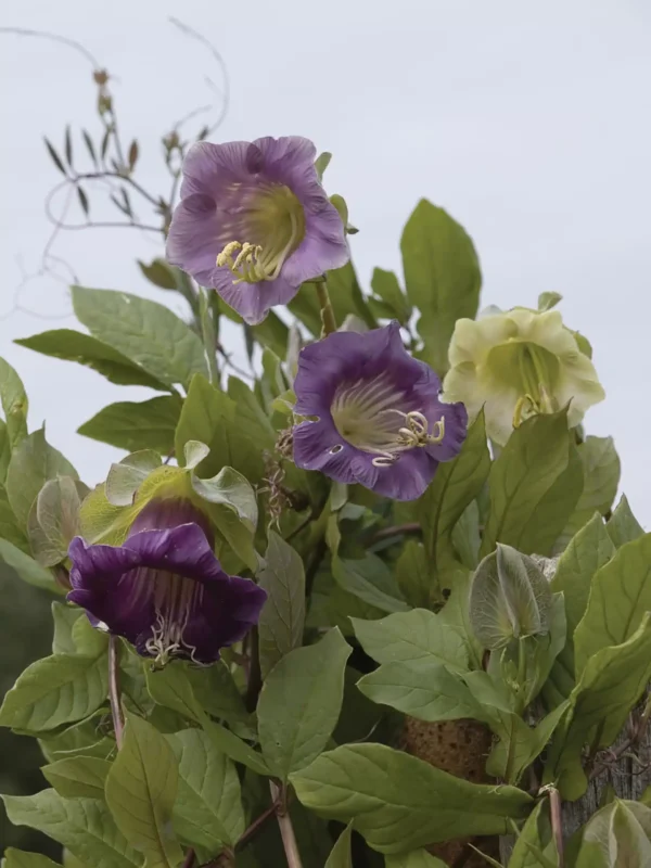 Cobaea scandens Violet - Малюнак 5