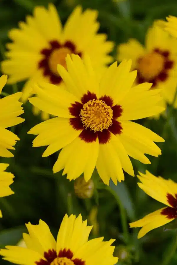 Coreopsis grandiflora Sunkiss - Bild 4