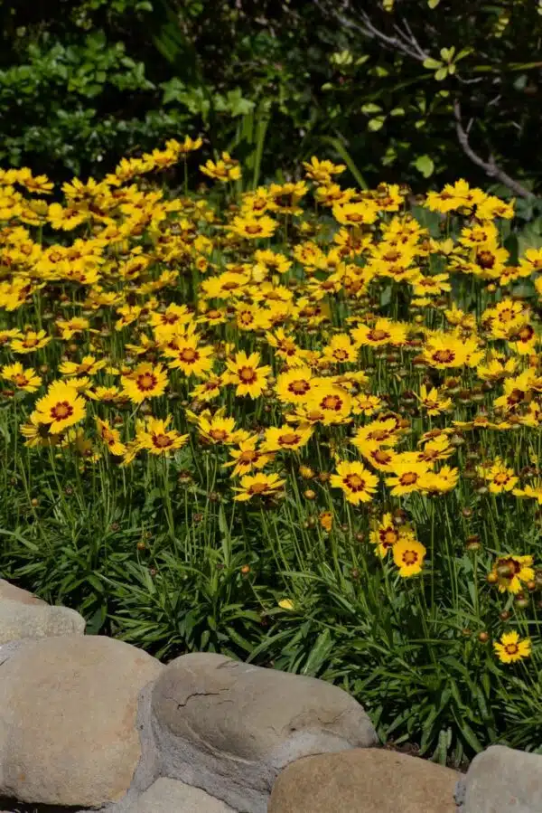 Coreopsis grandiflora Sunkiss - Bild 3