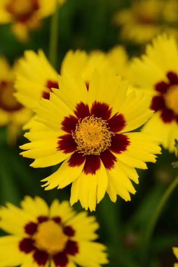 Coreopsis grandiflora Sunkiss - Bild 2