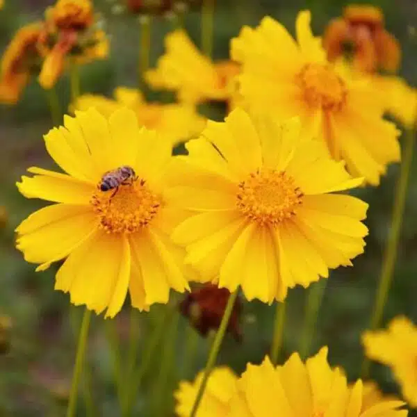 Coreopsis lanceolata Mayfield Giants - Immagine 2