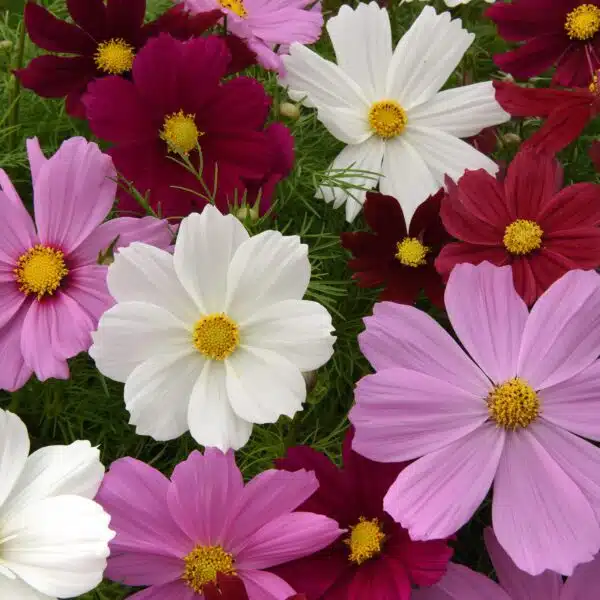 Cosmos bipinnatus Sonata™ mixture