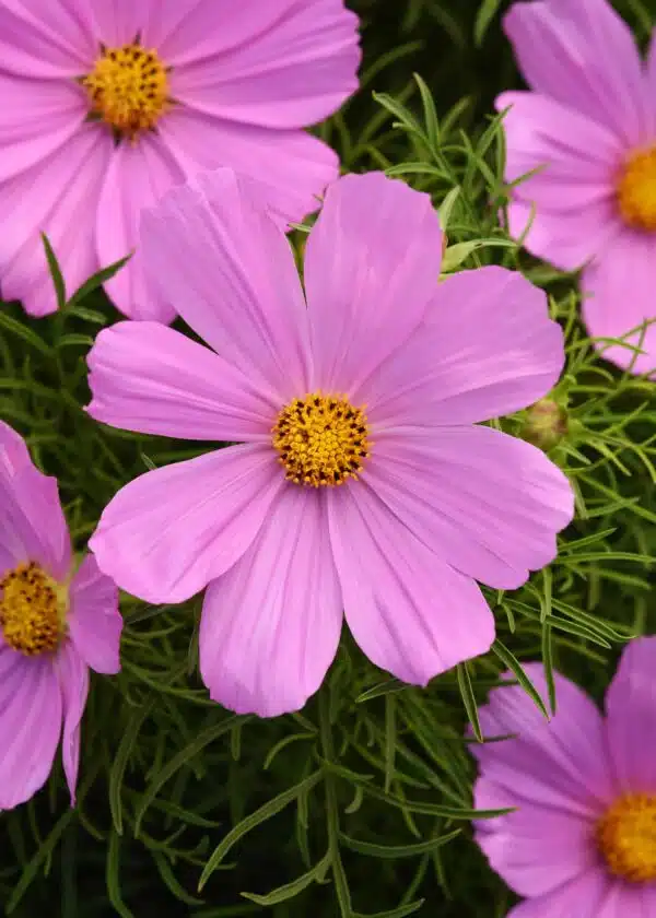 Cosmos bipinnatus Sonata™ Ros