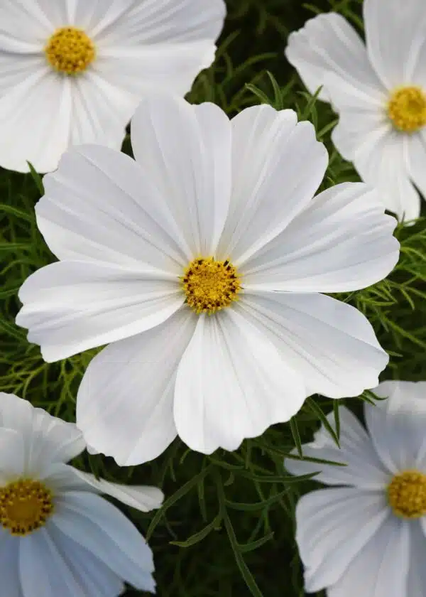 Cosmos bipinnatus Sonata™ Vit