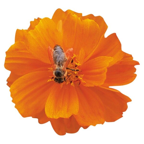 Космас сульфур (Cosmos sulphureus) — касмічны аранжавы (Cosmos sulphureus)