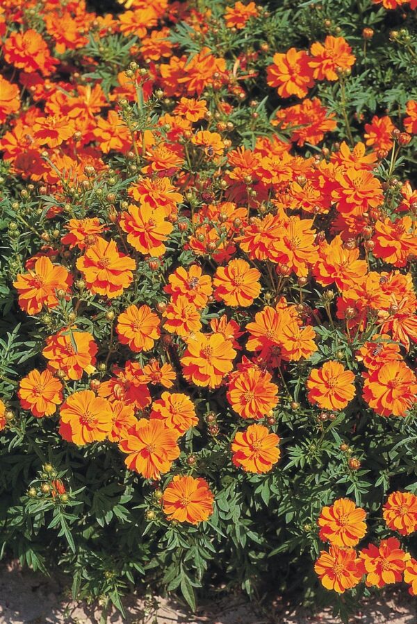 Космас сульфур (Cosmos sulphureus) — касмічны аранжавы (Cosmos sulphureus) — выява
