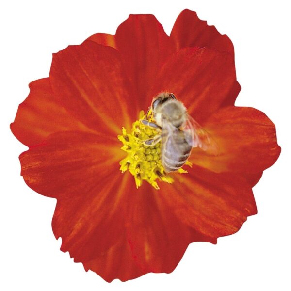 Cosmos sulphureus Cosmic Red - Afbeelding 2