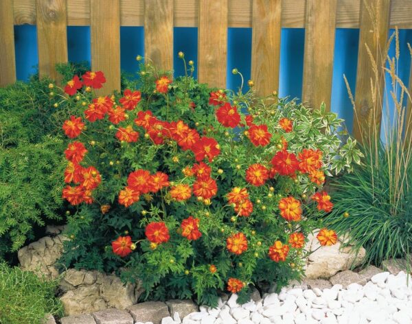 Cosmos sulphureus Cosmic Red - Afbeelding 3