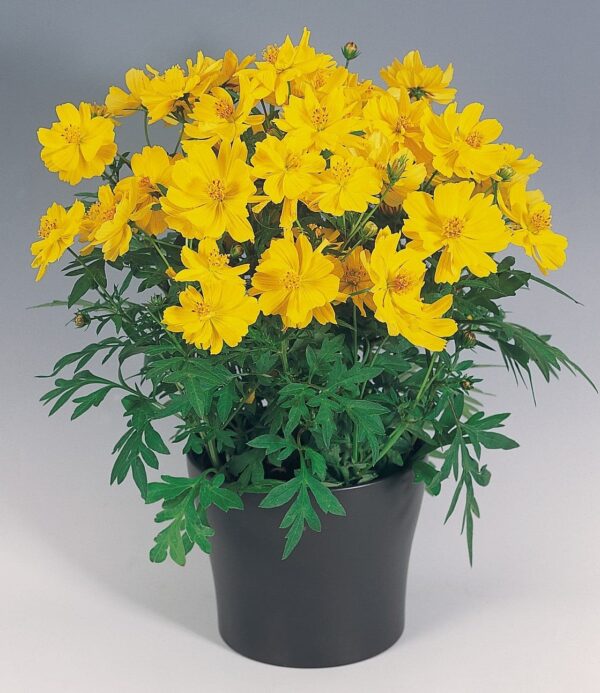 Cosmos sulphureus Jaune cosmique