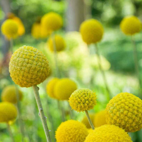Craspedia globosa QIS® Білі Батанс - Выява 2