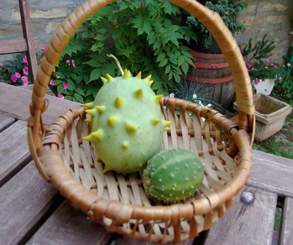 Cucumis carolinus