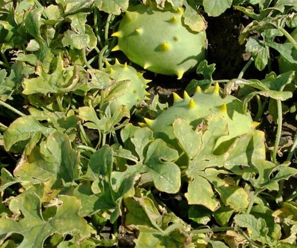 Cucumis carolinus - Bild 2