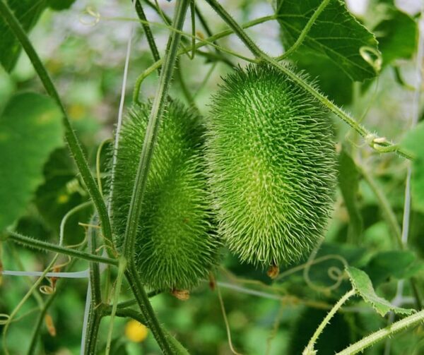 Cucumis dipsaceus - Image 2