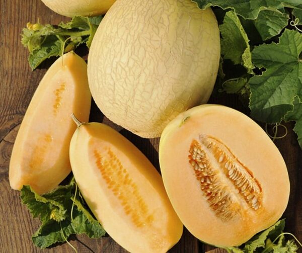 Cucumis melo (Melón) Emir F1