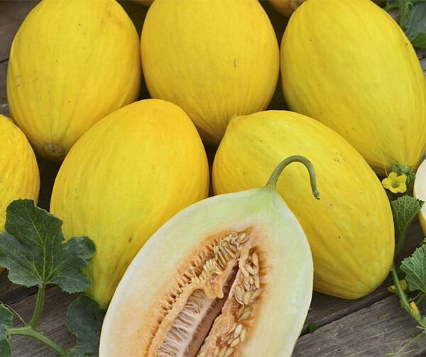 Cucumis melo (Melon) Yellow Canary