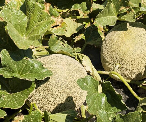 Дыня (Cucumis melo) Hales Best Jumbo