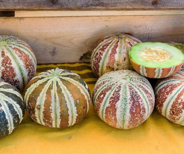 Cucumis melo (Melon) Kajari - Bild 4