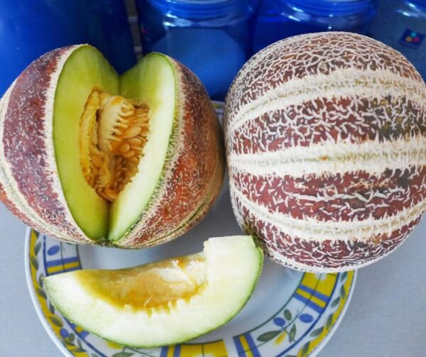 Cucumis melo (Melon) Kajari - Bild 2