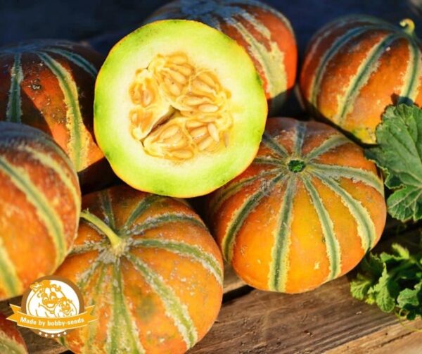 Cucumis melo (Melon) Kajari