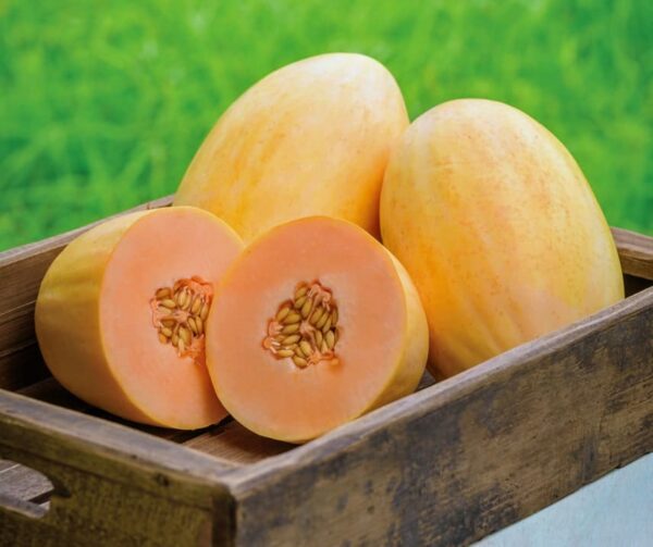 Cucumis melo (Melon) Mangomel F1 - Afbeelding 2
