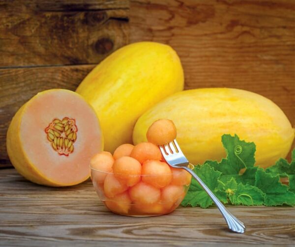 Cucumis melo (Melon) Mangomel F1