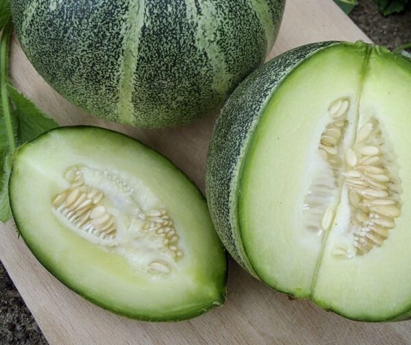 Cucumis melo (Melon) Model