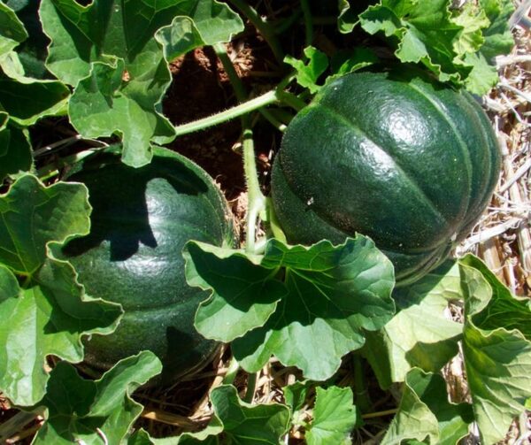 Cucumis melo (Melone) Noir de Carmes - Bild 2