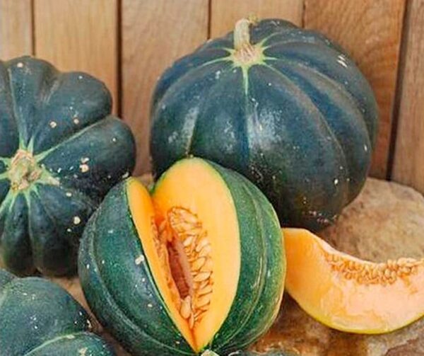 Cucumis melo (Melone) Noir de Carmes