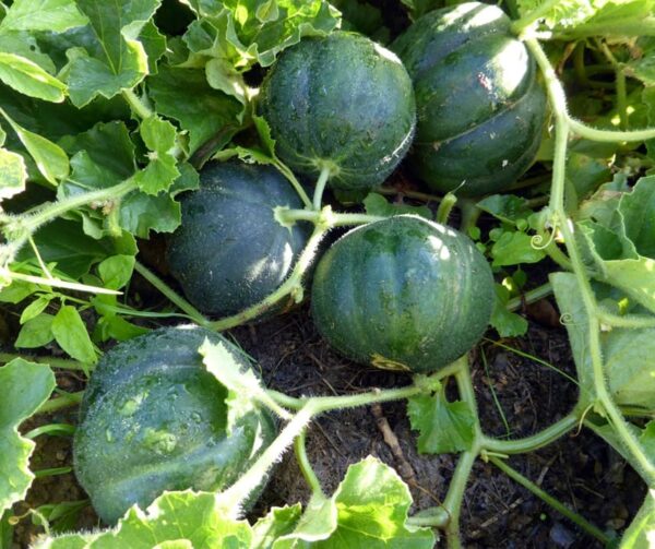 Cucumis melo (Melon) Petit Gris de Rennes