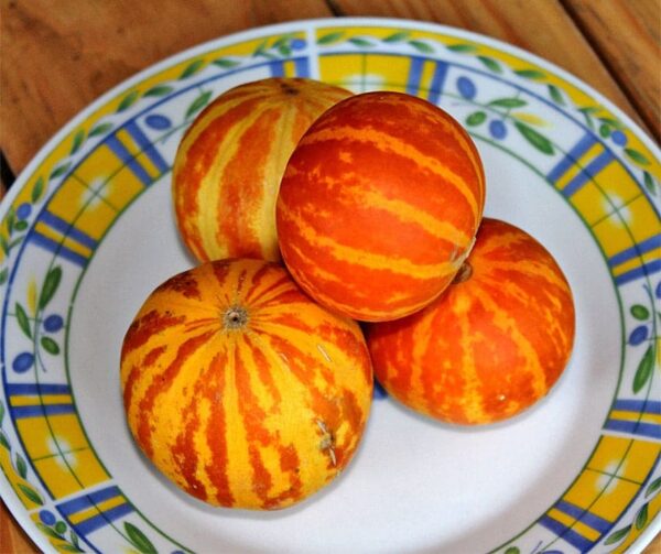 Cucumis melo (melón) Plum Granny (melón de bolsillo de la reina Ana)
